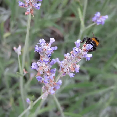 Appartement Casper *